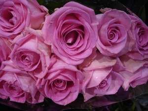 pink-208813_640_pozadi.jpg